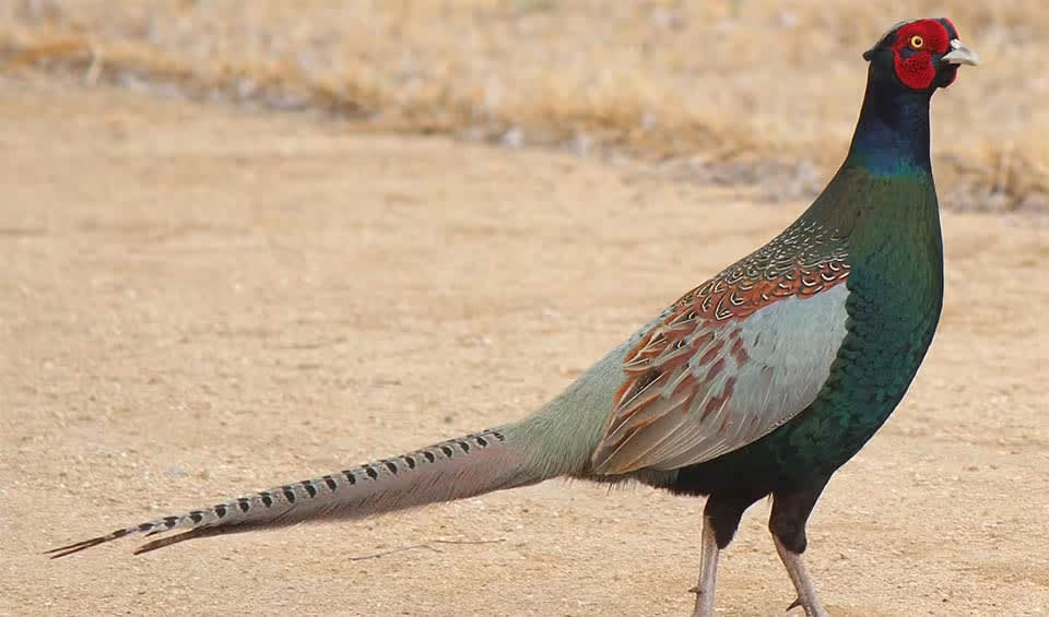 Green Asiatic Pheasants Plate 約22.5センチ４枚 Green Asiatic Pheasants Plate 約22.5センチ4枚 Burleigh Dark